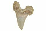 Serrated Sokolovi (Auriculatus) Shark Tooth - Dakhla, Morocco #249423-1